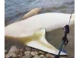 Seekor Hiu Tutul Mati Terdampar di Perairan Kwanyar, Bangkalan