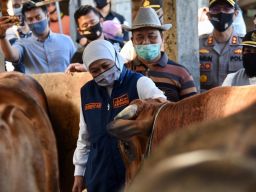 1.276 Juleha di Jawa Timur Siap Bertugas saat Idul Adha