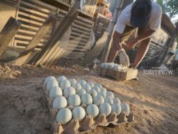 Kampung Bebek di Sidoarjo Mulai Bangkit Usai Dihantam Pandemi Covid-19