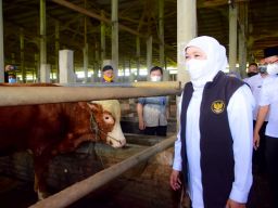 Khofifah Pastikan Hewan Kurban di Jatim Sehat dan Stok Surplus