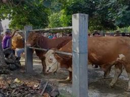 Jelang Idul Adha, Pedagang Sapi di Ponorogo Resah, Lho?