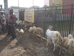 Pasar Hewan Ditutup, Pedagang Kambing Pilih Jualan di Pinggir Jalan Jombang
