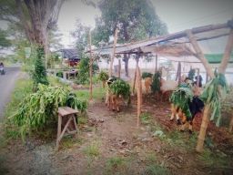 Nekat Buka Pasar Hewan Kurban Dadakan, Pedagang: Piye Mane Resikone Nyambot Gawe