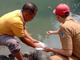 Wow! Pemkab Kediri Tebar Ratusan Ribu Benih Ikan di Perairan Umum
