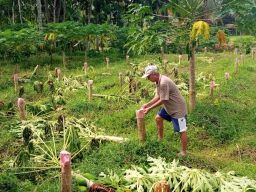 Hendak Dipanen, Ratusan Pohon Pepaya di Jember Ditebang Orang Misterius