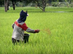 Pemerintah Diminta Pertimbangkan Rencana Fokus Pupuk Subsidi pada Urea dan NPK