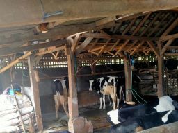 1.500 Sapi di Dusun Tuyomerto Terpapar PMK, Peternak Menjerit