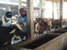 Jelang Idul Adha, Pasar Hewan Dadakan di Lamongan Wajib Kantongi Izin