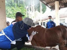 Belasan Sapi Terkonfirmasi Positif PMK, Pemkab Bangkalan Belum Tutup Pasar Hewan