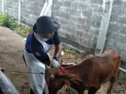 2 Sapi Kerap di Bangkalan Mati Diduga Akibat PMK