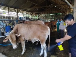 PMK Meningkat dan 453 Sapi Terinfeksi, Begini Komentar Disnakan Bojonegoro