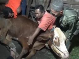 Miris, Sapi Milik Peternak di Jombang Dihargai Rp2 Juta