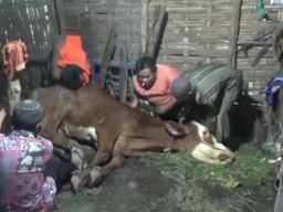 2.395 Sapi di Jombang Terjangkit PMK