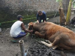 Sapi Sehat untuk Idul Adha Kian Sulit Didapat di Jombang, Ini Langkah Disnak