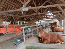 Jelang Idul Adha, Peternak di Jombang Takut Nyetok Sapi