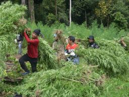 Menkes Segera Keluarkan Aturan Ganja Medis