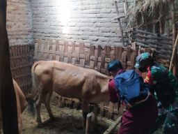 Vaksinasi Sapi di Lamongan Sasar 8 Kecamatan Minim Sebaran PMK