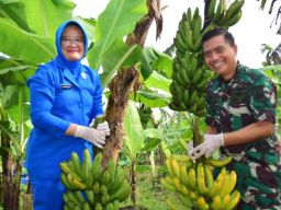 Lanudal Juanda Puspenerbal Panen Perdana Pisang Cavendish Berkualitas Prima