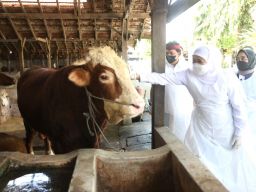 Ini Anjuran Penyembelihan Hewan Kurban dari Gubernur Khofifah