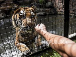 Wow! Kecerdasan Buatan Diprediksi Bisa Terjemahkan Bahasa Binatang 10 Tahun Lagi