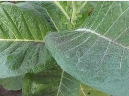 Lahan Pertanian di Jember Terdampak Abu Vulkanik Erupsi Gunung Raung