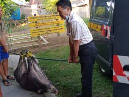 Geger Babi Hitam Masuk Pemukiman di Banyuwangi Ditangkap Warga