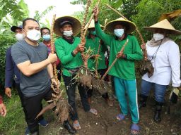 Cegah Ancaman Krisis Pangan, Lahan Tidur di Surabaya Mulai Dikelola Pemkot