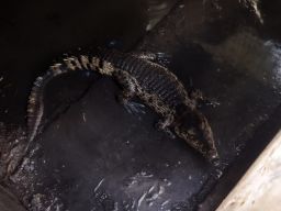 Tak Sanggup Beri Makan, Hewan Buas Peliharaan Warga Surabaya Dievakuasi ke BKSDA