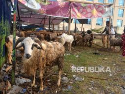 Hoaks Seputar Daging Kambing dan Domba