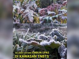 Muncul Fenomena Embun Es di Kawasan Gunung Bromo