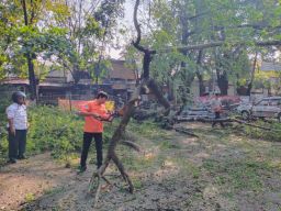 Hujan Deras di Lamongan, Pohon Bertumbangan Hingga Sebabkan Banjir