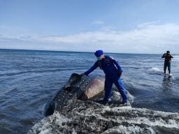 Hiu Tutul 10 Meter Tewas Terdampar di Pantai Nyamplong Jember, Jangan Mendekat!