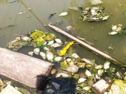 Ribuan Ikan Air Tawar di Kali Kucur Lamongan Mati Mendadak, Kenapa?