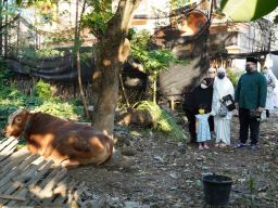 Mas Dhito Ajak Shanaya Tengok Boni, Sapi Simmental yang Dikurbankan