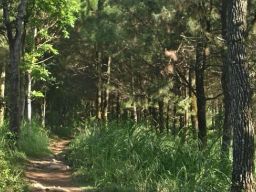 Cerita Hilangnya Jalur Pendakian dan Nenek Misterius Penunjuk Jalan