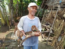 Unik, Ada Anak Kambing Berkaki Tiga di Ponorogo