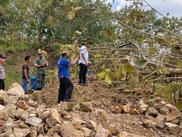 Lansia di Tulungagung Meninggal Usai Tertimpa Pohon Jati