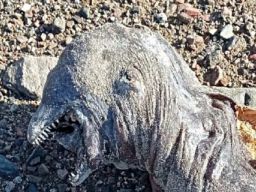 Hiiii...Makhluk Misterius dalam Film Lord Of The Rings Terdampar di Pantai