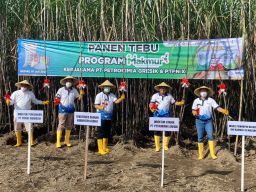 Program Makmur, Dorong Peningkatan Kesehjateraan Petani Tebu di Kabupaten Kediri
