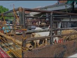 Ribuan Sapi di Ponorogo Terkena PMK, Harga Kambing Melonjak Jelang Idul Adha
