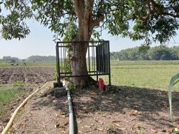 Kisah Mistis Pohon Mangga Keramat di Dusun Memek, Wanita Haid Pantang Mendekat