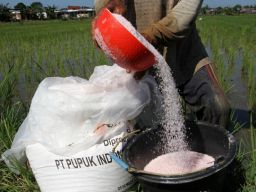 Pemerintah Hanya Salurkan 2 Jenis Pupuk Bersubsidi Mulai Oktober