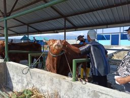 RPH-H Jetis Ponorogo Masih Beroperasi Secara Konvensional