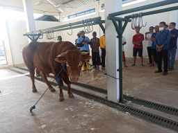 Momen Idul Adha, RPH Ruminansia Ponorogo Kembali Beroperasi