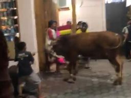 Sapi Kurban di Kediri Lepas Masuk Toko Buku