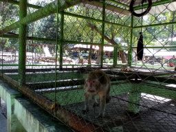 Diterpa Isu Lalai Urus Satwa, Disparbud Lamongan Beri Penjelasan