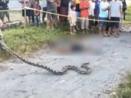 Warga Blitar Tewas Dililit dan Digigit Ular Sanca Kembang