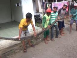 Hendak Serang Warga Jombang di Sawah, Ular Piton Berhasil Ditangkap