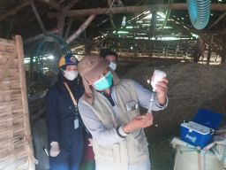 Lamongan Dapat Tambahan 2.000 Vaksin PMK, Berikut Sasarannya