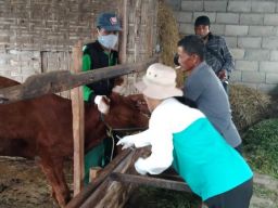 Lamongan Kembali Dapat Tambahan 1.000 Dosis Vaksin PMK